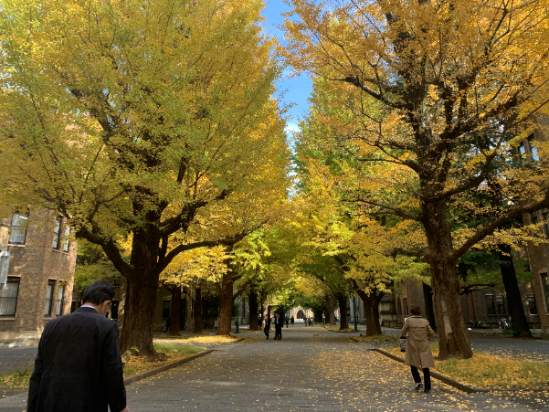 UniTokyoGingkoAutumn